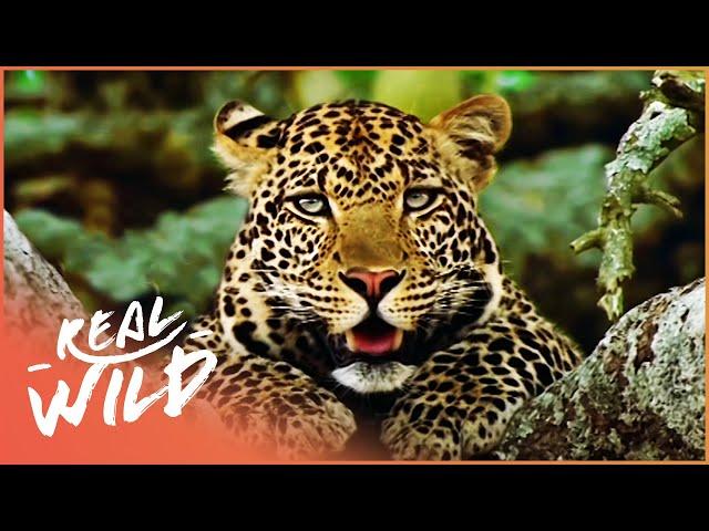 Man-Eating Leopard Terrifying A Village | The Killing Fields: Tale Of The Indian Leopard | Real Wild