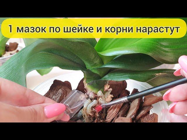 1 капля и НАРАСТИТЬ КОРНИ у орхидеи легко // У орхидеи мало корней