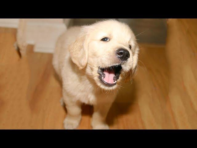 Funny Puppy Barking at New Toy