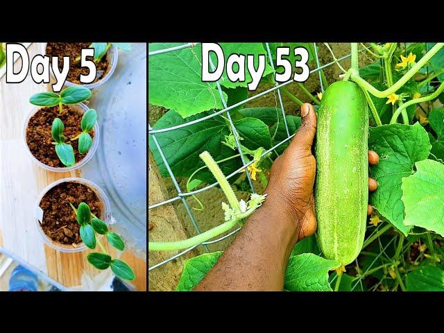 Cucumbers germinate, grow fast and fruit early using this method