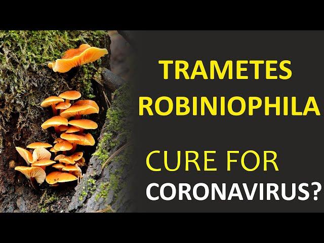 Clinical trial: MUSHROOMS expert guide Trametes Rabiniophila on COVID-19