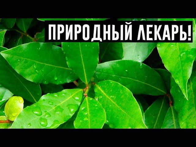 Чудодейственные свойства лаврового листа, о которых вы наверняка не знали!