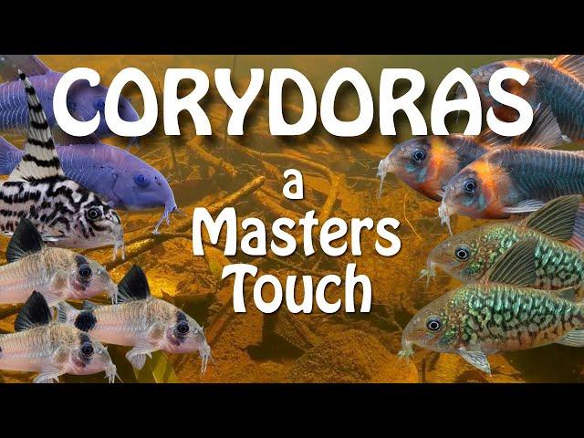 Revisiting a Canadian Master Corydoras Breeder