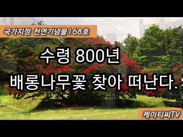 수령800년 배롱나무꽃을 찾아 떠난다.