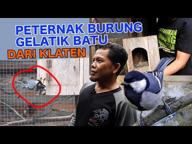 BURUNG GELATIK BATU GOKIL, BERSARANG DENGAN SANTAI DIKANDANG MURAI, URAT TAKUTNYA SUDAH PUTUS !!