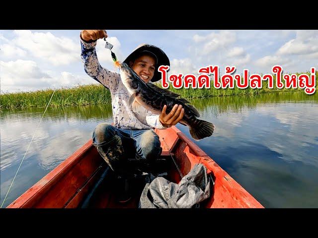 ได้ปลาใหญ่ ให้เมีย และ น้องสาวผัดกระเพา| Big Snakehead fish