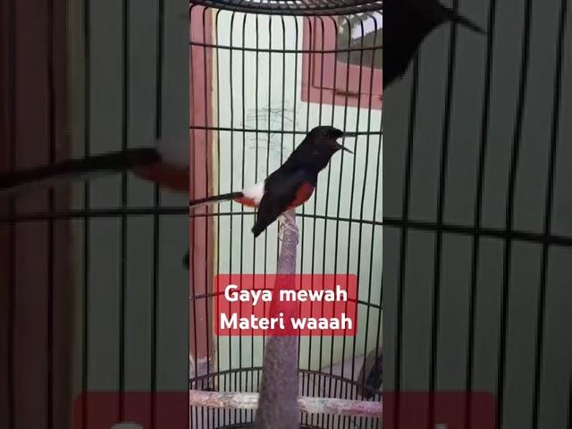 MURAI GACOR #bird #birdlovers #kicau #burung #fy #fypage #fypシ゚viral #fyp #murai