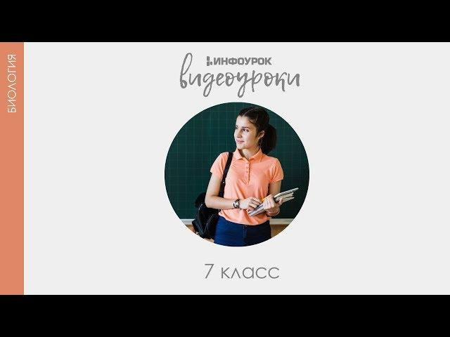 Зоология — наука о животных | Биология 7 класс #1 | Инфоурок