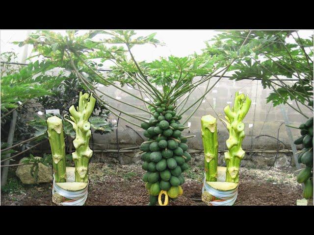 Papaya Grafting Techniques #papaya