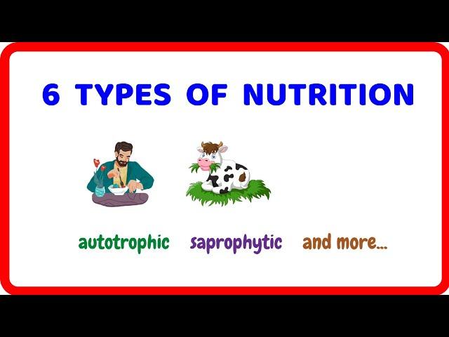 6 Types of Nutrition | Autotrophic, Holozoic, Saprophytic