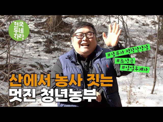 [전국동네자랑 #11] 산에서 농사짓는 #청년농부 #삼부자평창산양삼 #조성근 #임업후계자 #독림가 #산양삼 #평창군 용평면