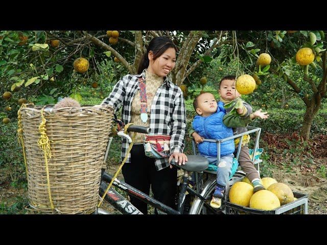 single mom - Harvesting grapefruit to sell at the market, Building a new farm - Ly Thi NgoanTV