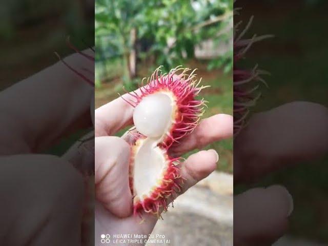 It's Rambutan Fruits Season #shorts