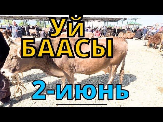 Каракол мал базар Уйлар баасы 2-июнь 2024 // Жарнама 0705630330