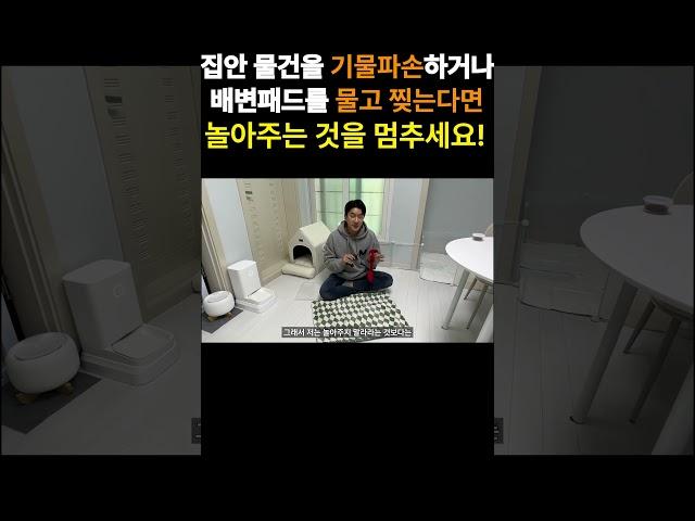 강아지가 물건을 물고 뜯고 파손할 때 대처하는 방법