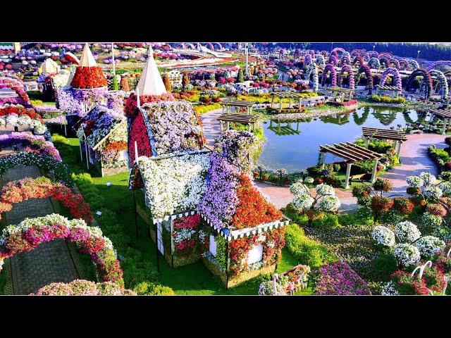 Dubai Miracle Garden Drone Shot HD