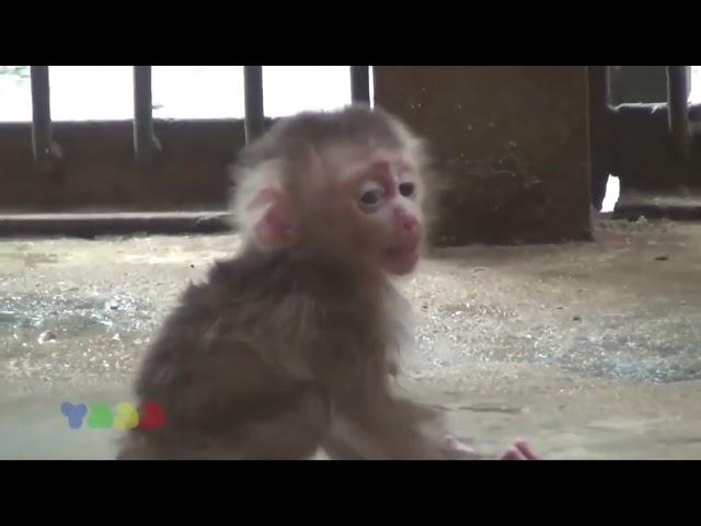 Poor Baby Monkey   Best Of