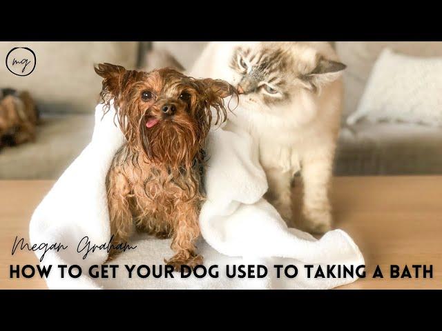 How To Get Your Dog Used To Taking A Bath | Yorkie 101