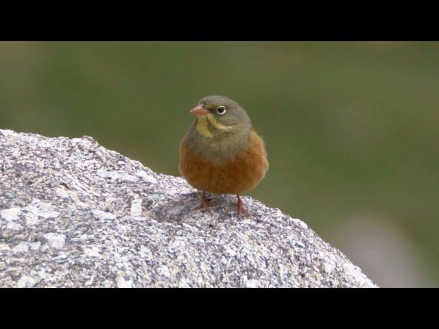 Ortolan Bunting and its Song