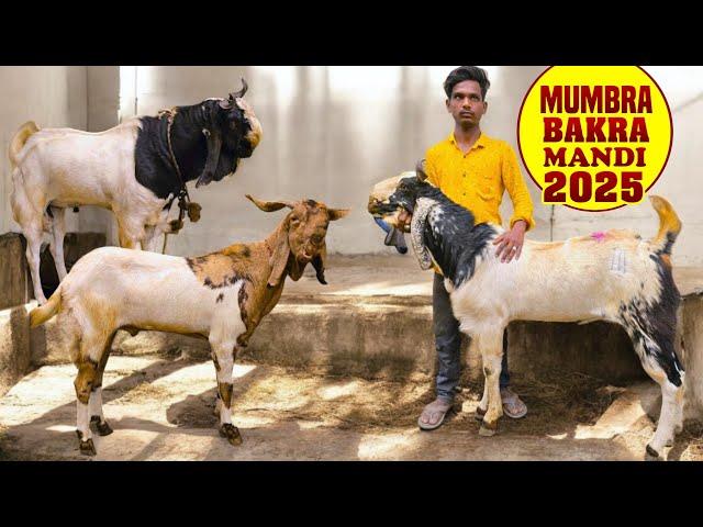 Mumbra Bakra Mandi 2025  Andul Bakre Aagaye