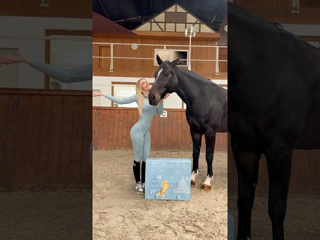 Da ist er wieder! Der Horsebrands Adventskalender für ALLE Reiter!  #equestrain #short #viral