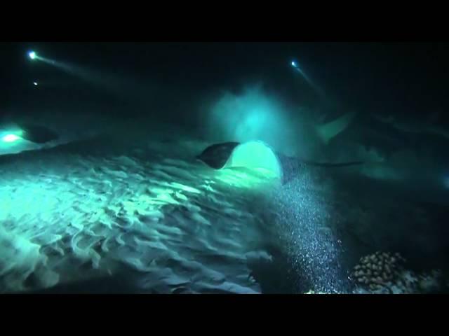 Sharks in the Maldives   HD1080i 2012