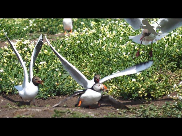 The Atlantic Puffin, life in the colony 4K