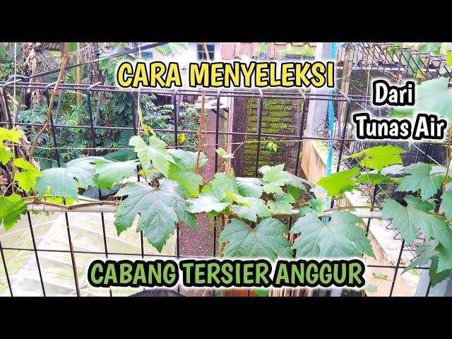 Cara Menyeleksi Cabang Tersier Anggur Dari Tunas Air‼️⁉️