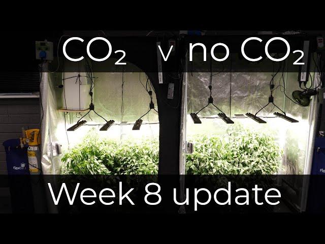 Co2 vs no Co2 comparison grow test week 8 update