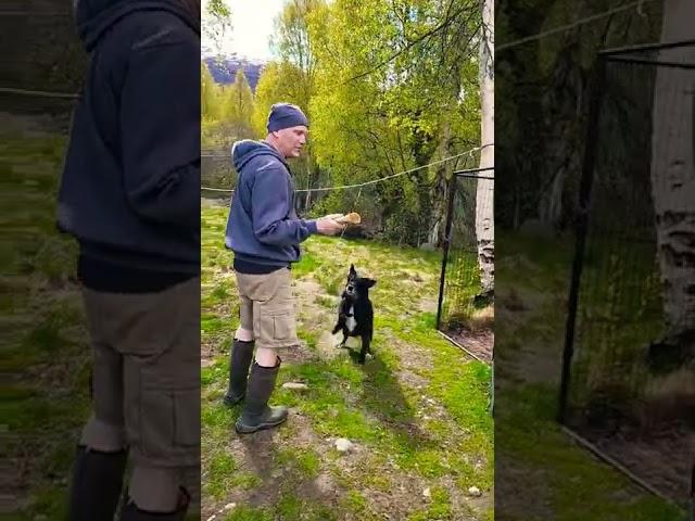 CUTE DOG WANTS TO PLAY #shorts #labrador #outdoor