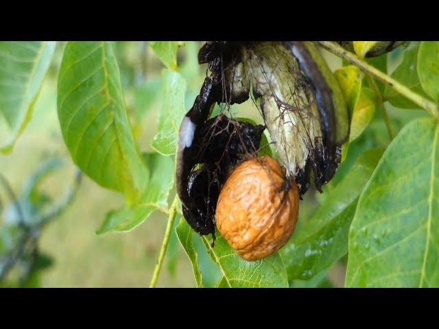 Walnuts | How to Harvest, Store, Roast & Eat