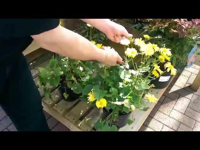 How to Deadhead a Herbaceous Plant with Simon at Bents Garden & Home