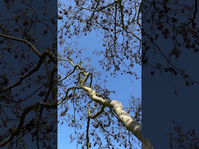 Common alder - canopy - March 2025