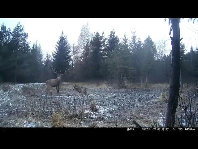 Neįtikėtini miško kameros kadrai! Trys vilkai užpuola elnią, o jis atremia plėšrūnus savo ragais!