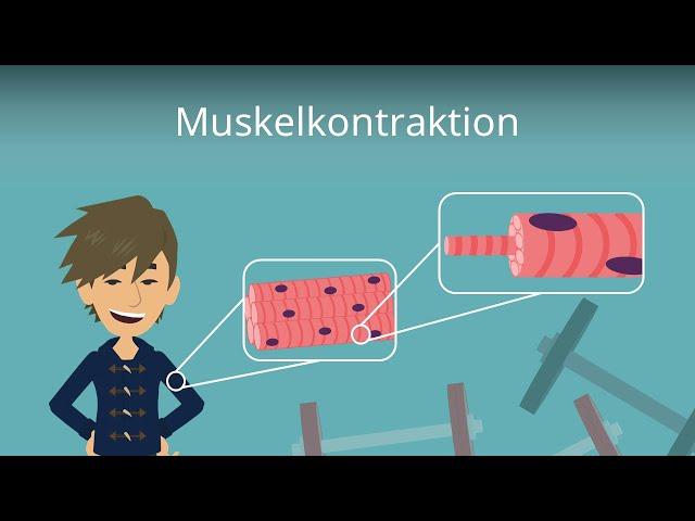 Muskelkontraktion einfach erklärt!