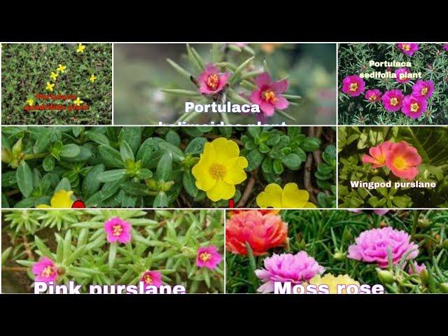 Different Type of Portulaca with name @Shagufofficial