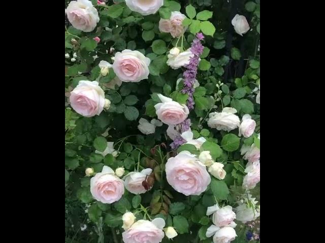 Плетистая роза Palais Royal/Blanc Pierre de Ronsard/White Eden (Пале Рояль/Блан Пьер де Ронсар).