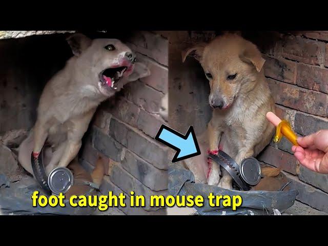 Stray dog ​​mother’s foot caught in mouse trap | rescue dog before and after