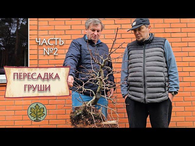 Пересадка Груши / работа с корнями в осенний период @Studio.Bonsai