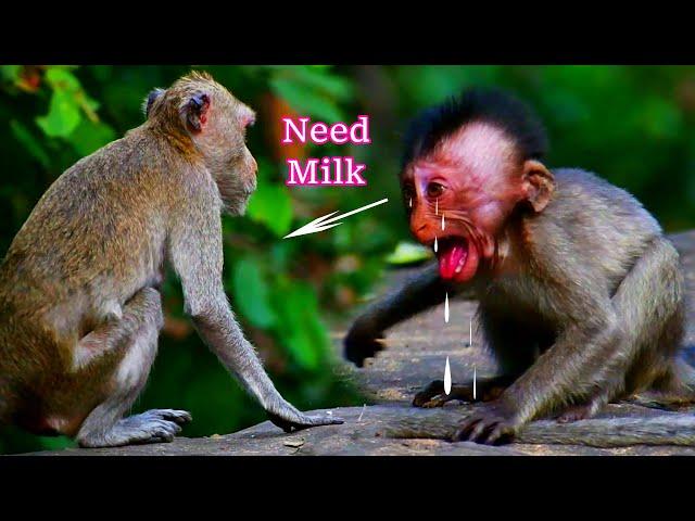 Too Hungry! Watch this Cute Little Monkey Begging for Breastfeeding! @primateprofiles