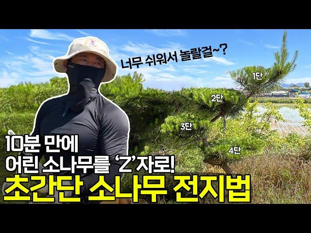 10분이면 충분한 소나무 전지! 'Z자' 수형 만들기 초간단 비법 공개!