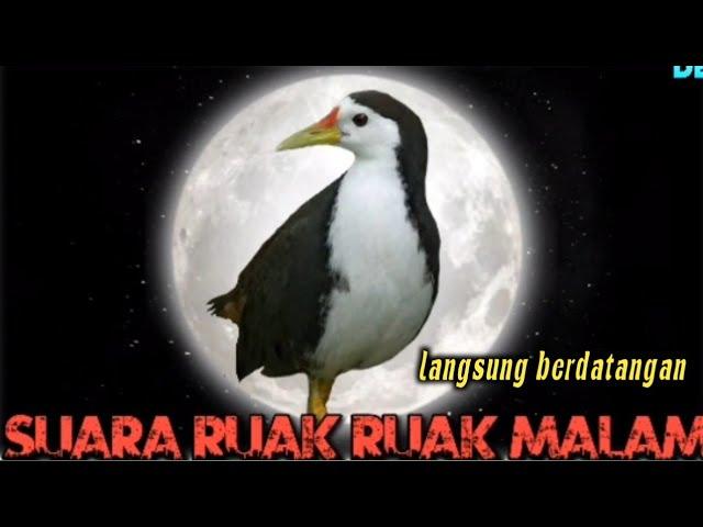 suara burung ruak ruak malam,langsung berdatangan, di jamin ampuh