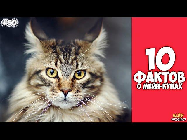 10 interesting facts about Maine Coons