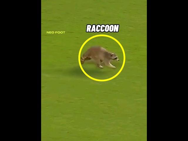 Animal Moments in football 