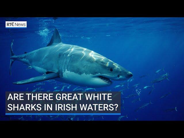 Are there great white sharks in Irish waters?