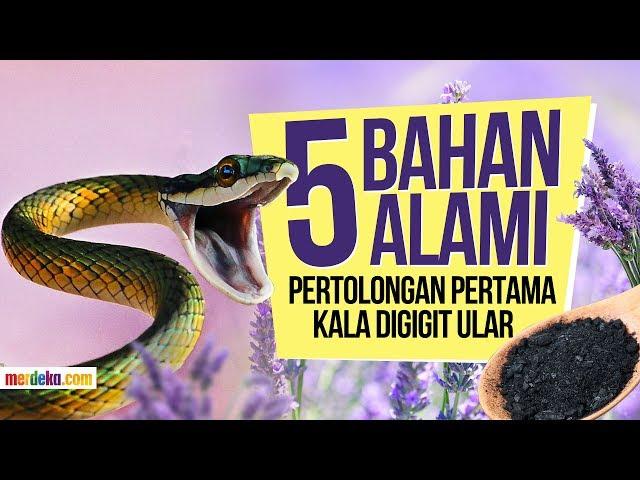 5 Bahan alami untuk pertolongan pertama kala digigit ular