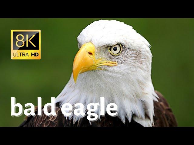 Impressive Close-ups of Bald eagle in wilderness - 8K [Ultra HD]