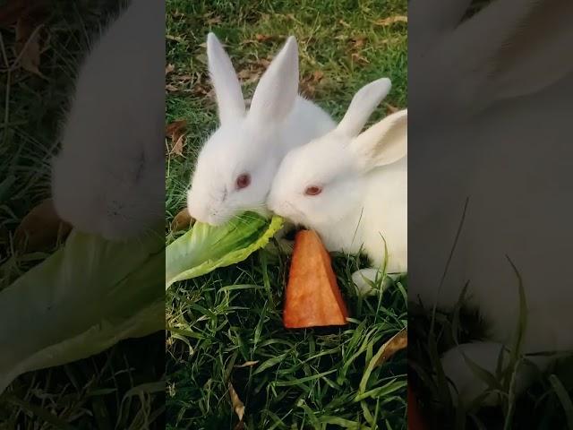 Cute Bunnies #shorts #youtubeshorts #rabbits #DanishAhmedVlogs