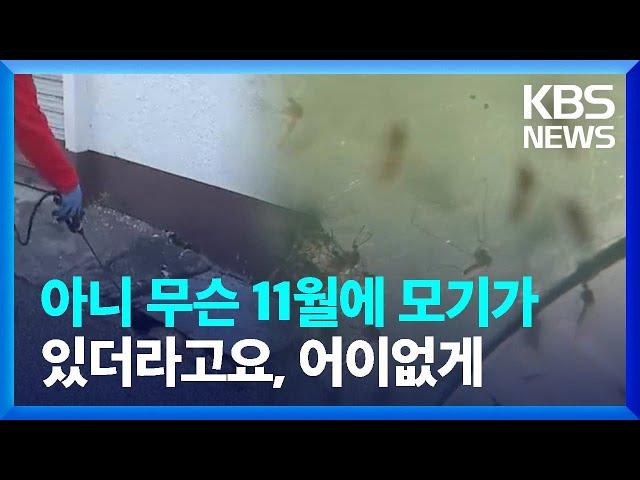 이제 곧 12월 아니야? 그런데도 '윙' 짜증 나는 가을 모기, 언제까지? / KBS  2024.11.23.