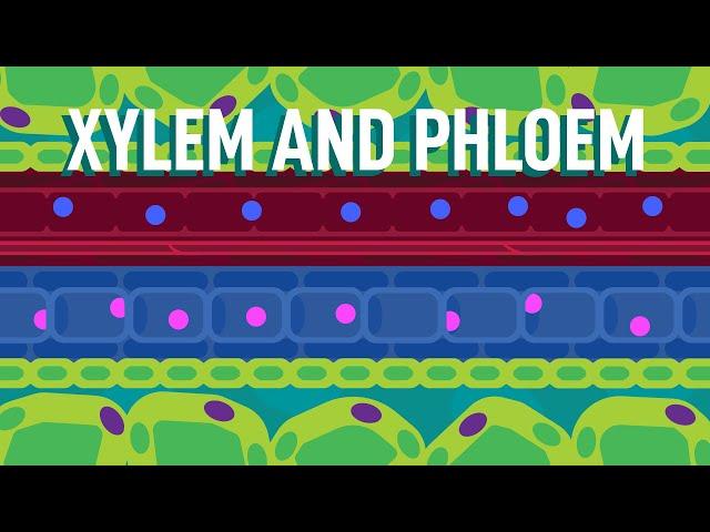 Xylem and Phloem - Transport in Plants | Biology | FreeAnimatedEducation